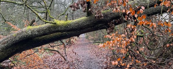 Collapsed tree blocking a woodland path